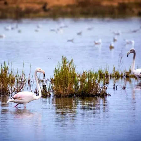 Com Piscina Em Albufeira, Da Oura * Albufeira